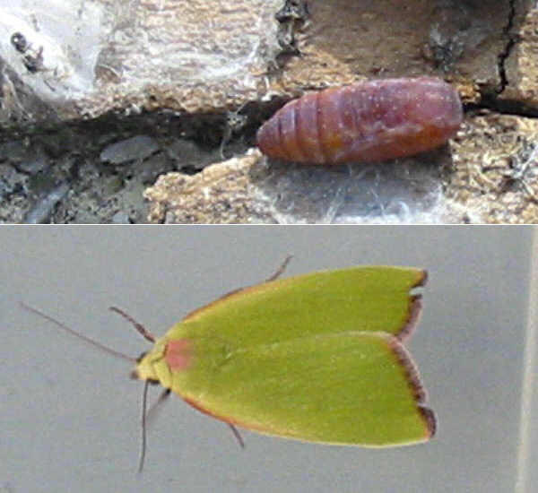 クリックで 拡大