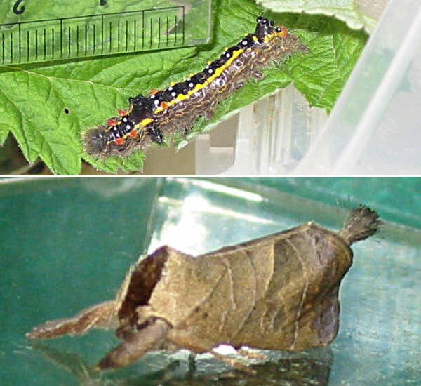 クリックで 拡大