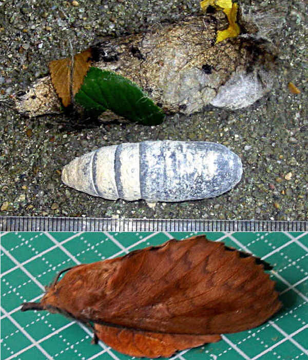 クリックで 拡大