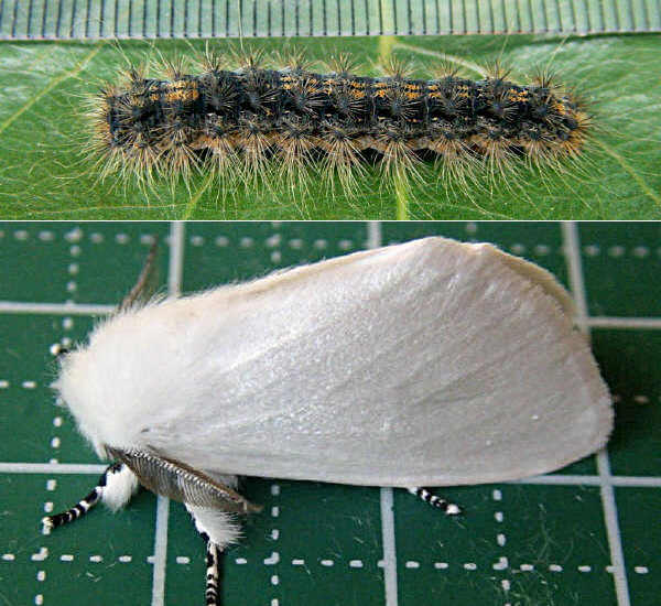 クリックで 拡大