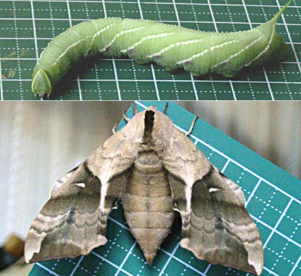 クリックで 拡大