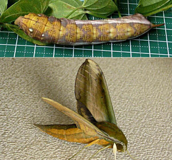 クリックで 拡大