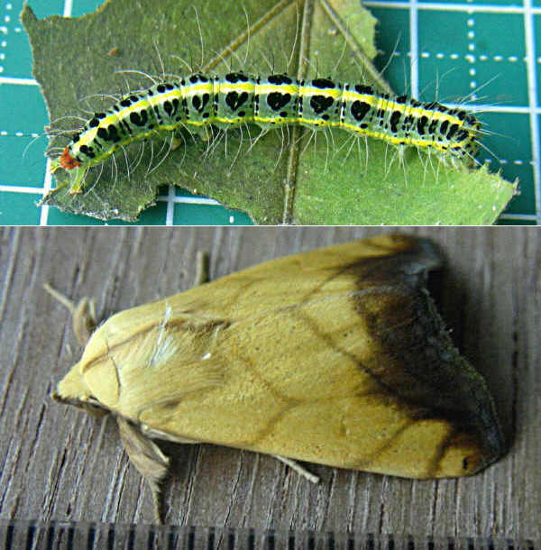 クリックで 拡大