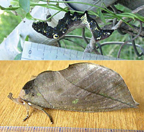 クリックで 拡大