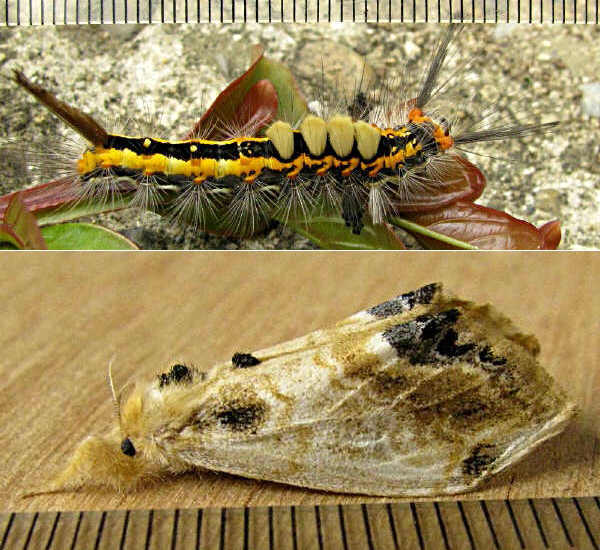 クリックで 拡大