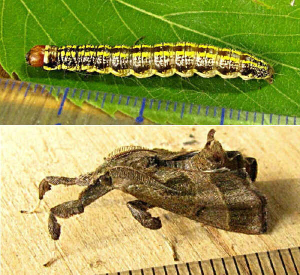 クリックで 拡大