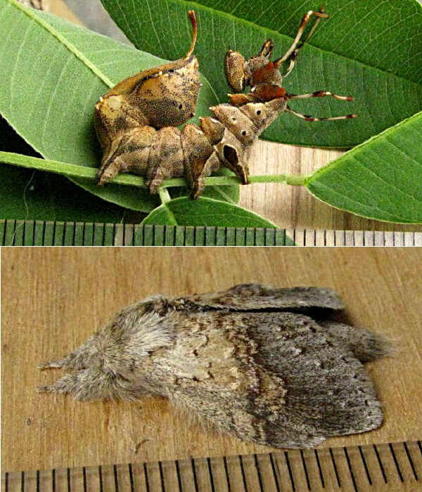 クリックで 拡大