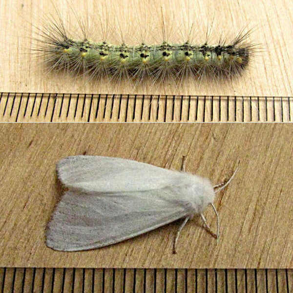 クリックで 拡大