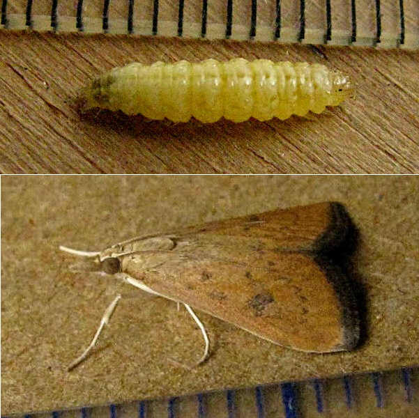 クリックで 拡大