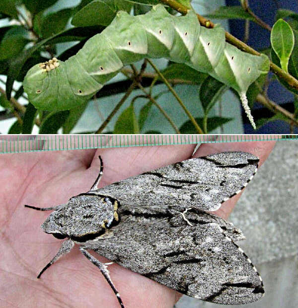 クリックで 拡大
