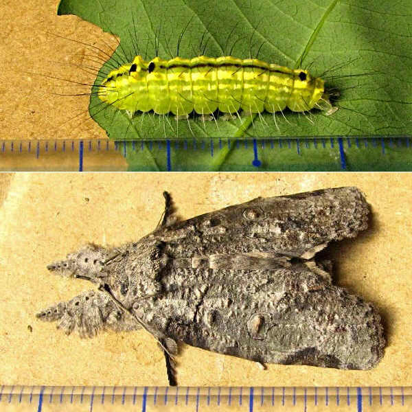 クリックで 拡大
