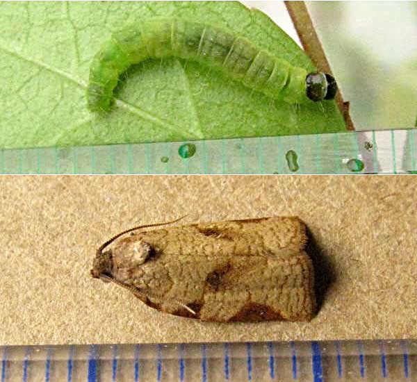 クリックで 拡大