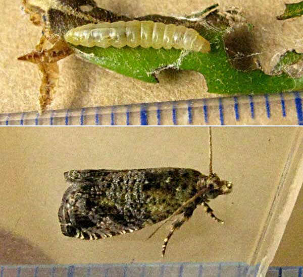 クリックで 拡大