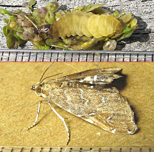 クリックで 拡大