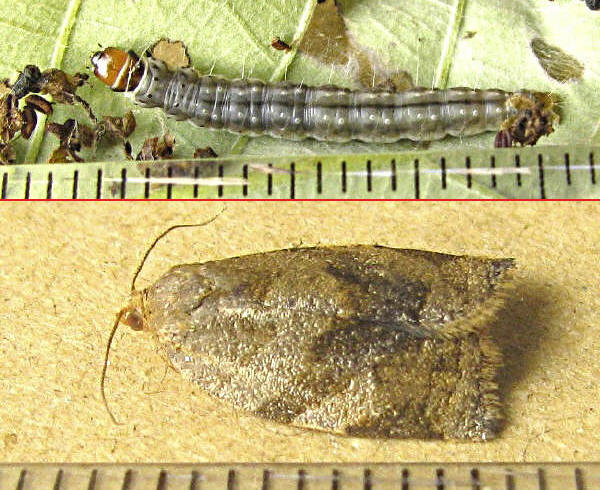 クリックで 拡大
