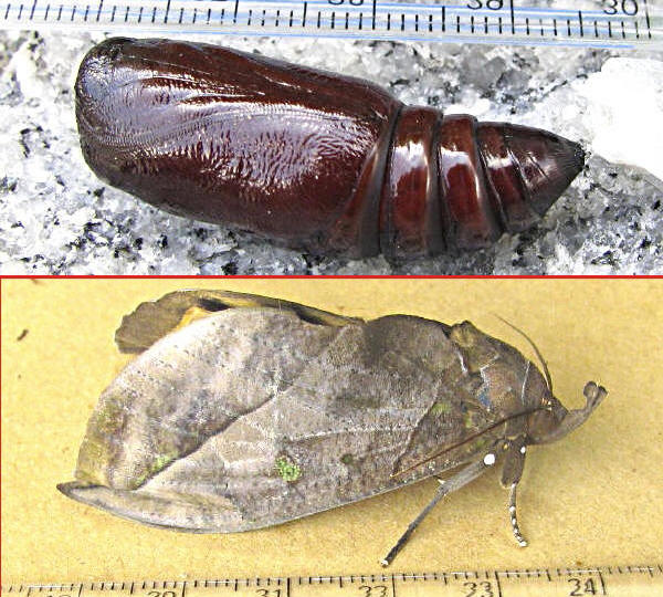 クリックで 拡大