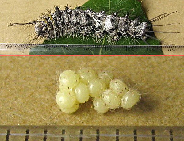 クリックで 拡大
