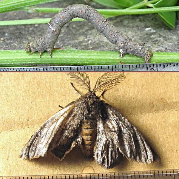 クリックで 拡大