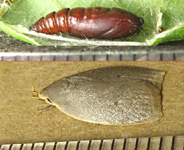 クリックで 拡大