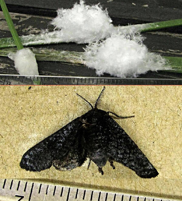 クリックで 拡大
