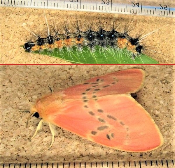 クリックで 拡大