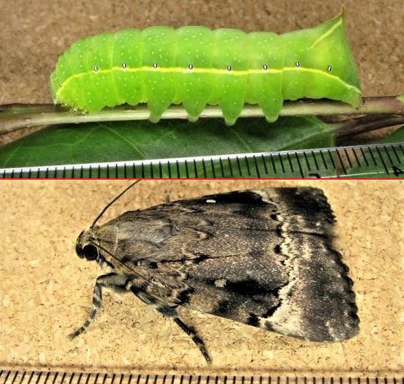 クリックで 拡大
