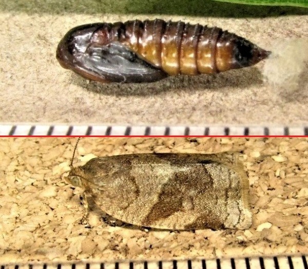 クリックで 拡大