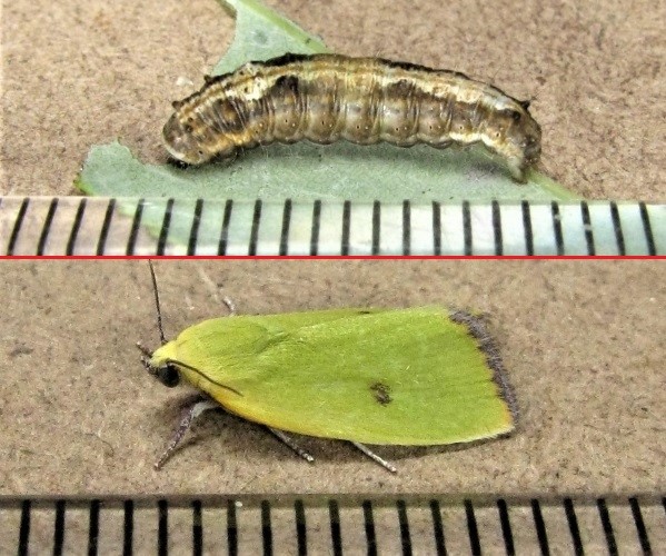クリックで 拡大