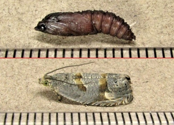 クリックで 拡大