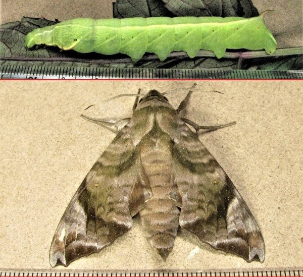 クリックで 拡大