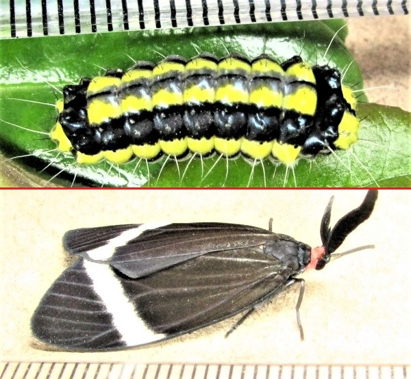 クリックで 拡大